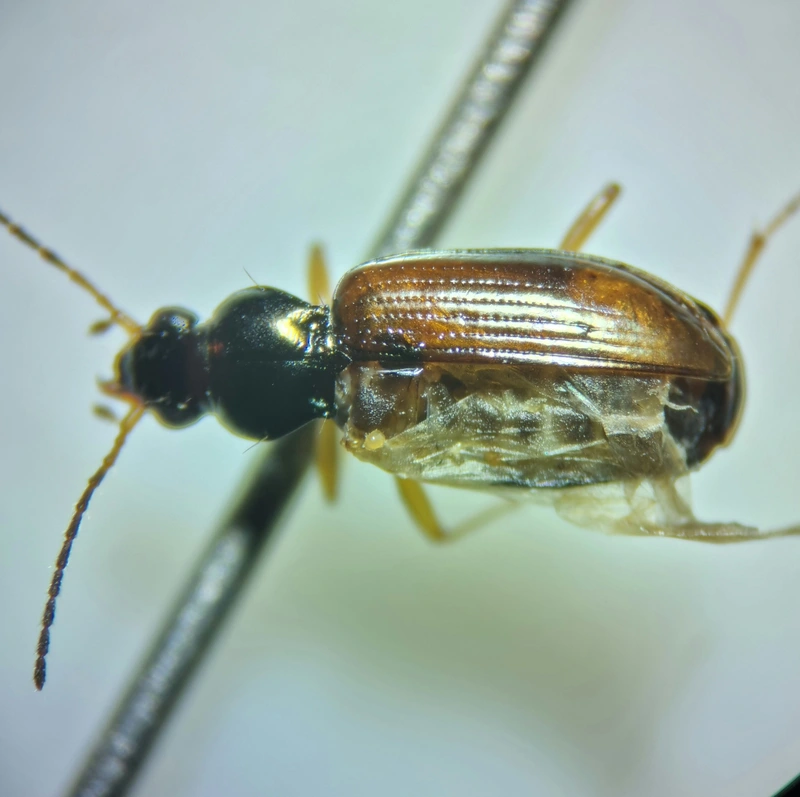 Bembidion testaceum - barnaszárnyú gyorsfutó