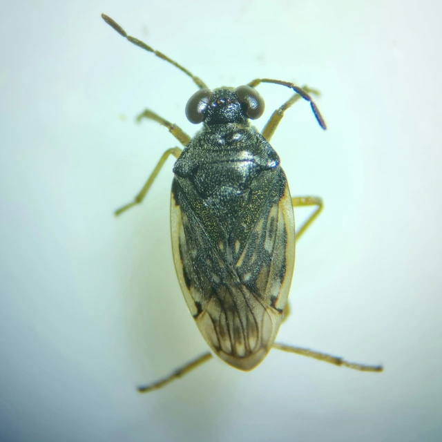 Saldidae - partipoloskák