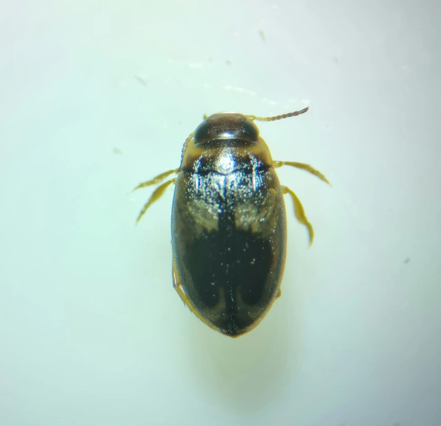Bidessus nasutus - tarka törpecsíkbogár