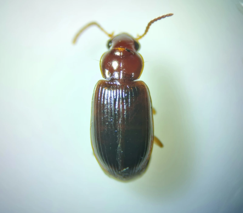 Bradycellus harpalinus - szárnyas rétfutonc