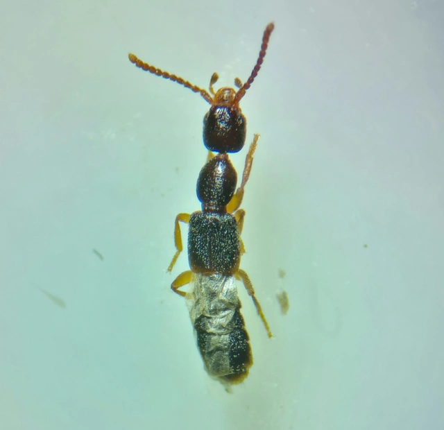 Scopaeus laevigatus - közönséges turzásholyva