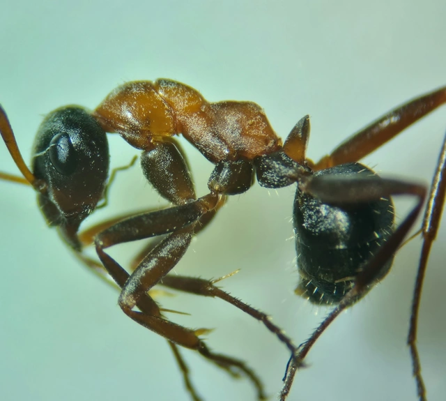 Formica rufibarbis - vörös rabszolgahangya