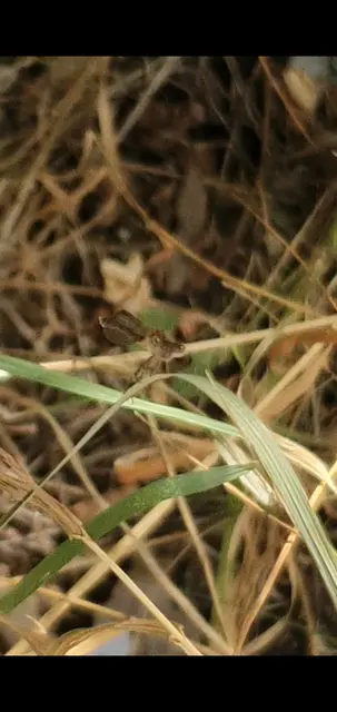 Sympecma fusca - téli rablószitakötő