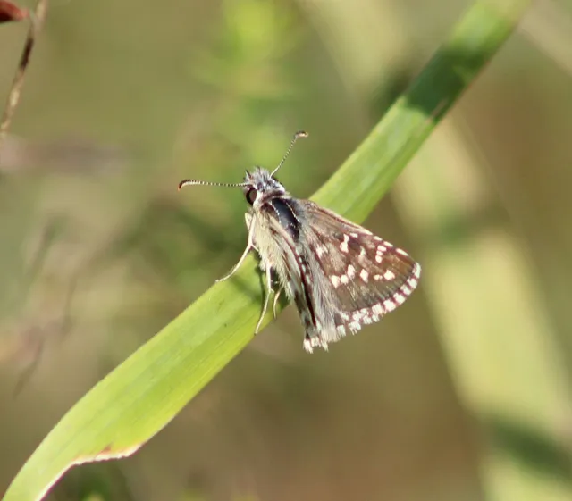 Pyrgus armoricanus - feles busalepke