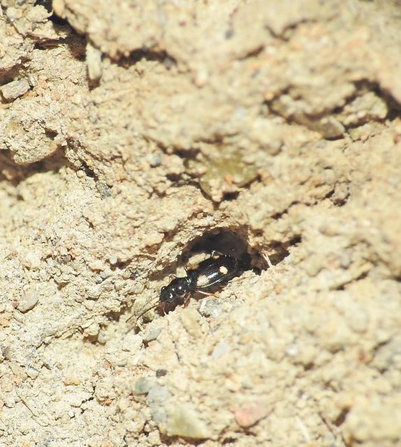 Bembidion quadrimaculatum - négyfoltos gyorsfutó