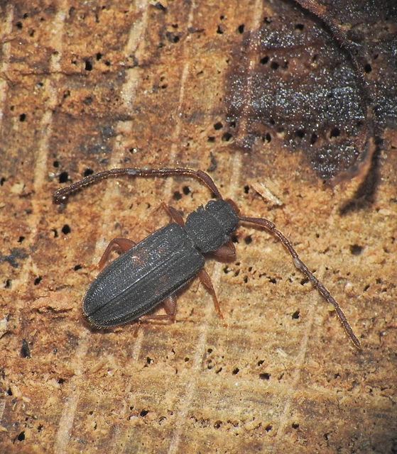 Uleiota planatus - hosszúcsápú fogasnyakú-lapbogár