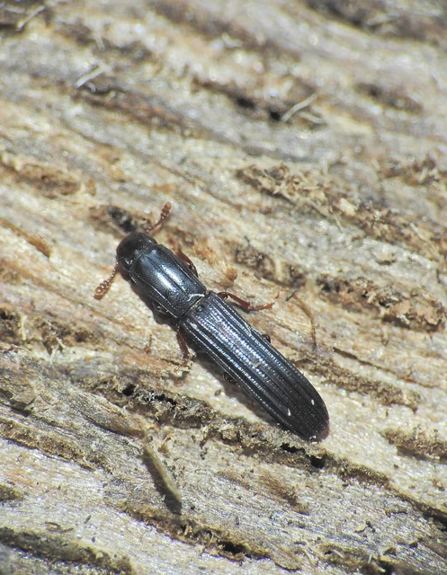 Colydium elongatum - ösztövér héjbogár