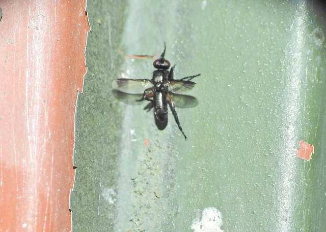 Diptera - Kétszárnyúak
