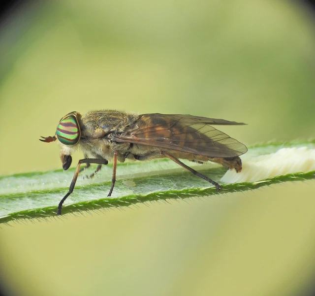 Diptera - Kétszárnyúak