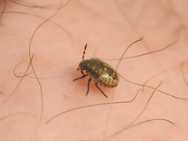 Dolycoris baccarum - közönséges bogyómászó-poloska Dolycoris baccarum - közönséges bogyómászó-poloska