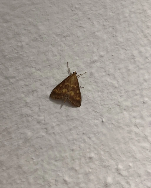 Ostrinia nubilalis - kukoricamoly
