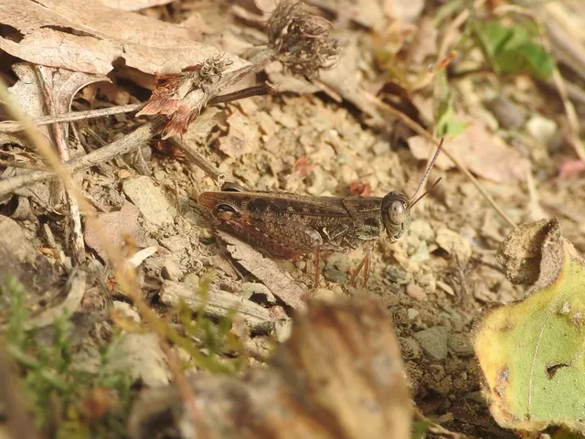 Calliptamus italicus - olaszsáska