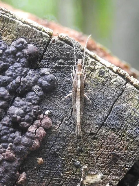 Archaeognatha - Ugróősrovarok