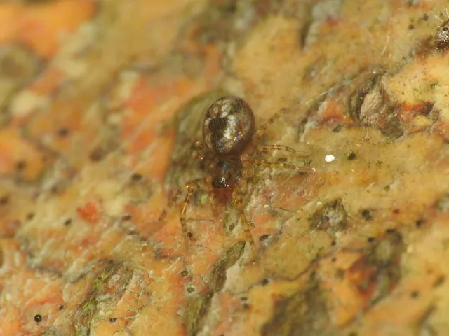 Amaurobius fenestralis - ablakos eretnekpók