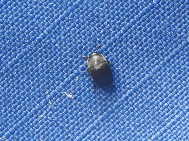 Nitidulidae - fénybogárfélék Nitidulidae - fénybogárfélék