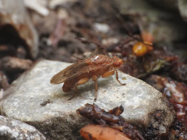 Heleomyzidae - tüskésszárnyú legyek