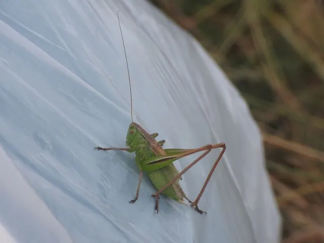 Bicolorana bicolor - halványzöld rétiszöcske