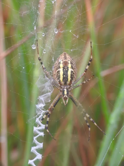 Argiope bruennichi - darázspók