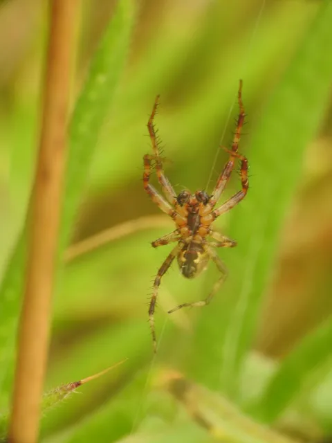 Araneus quadratus - négyes keresztespók