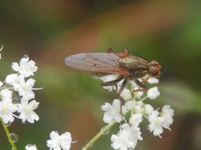 Scathophaga