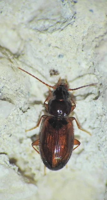 Trechus quadristriatus - közönséges fürgefutonc