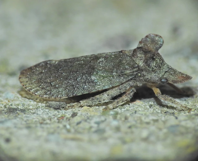 Ledra aurita - füleskabóca