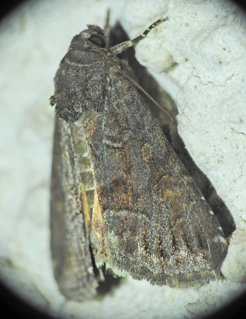 Thalpophila matura - fakó erdeibagoly