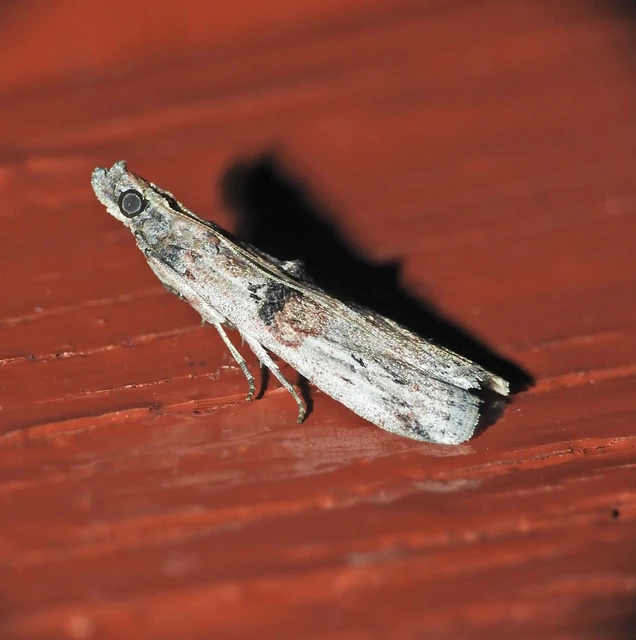 Nephopterix angustella - kecskerágó-karcsúmoly