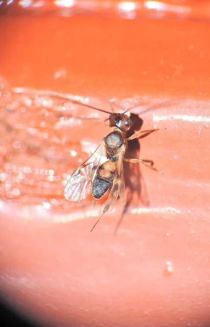 Hymenoptera - Hártyásszárnyúak