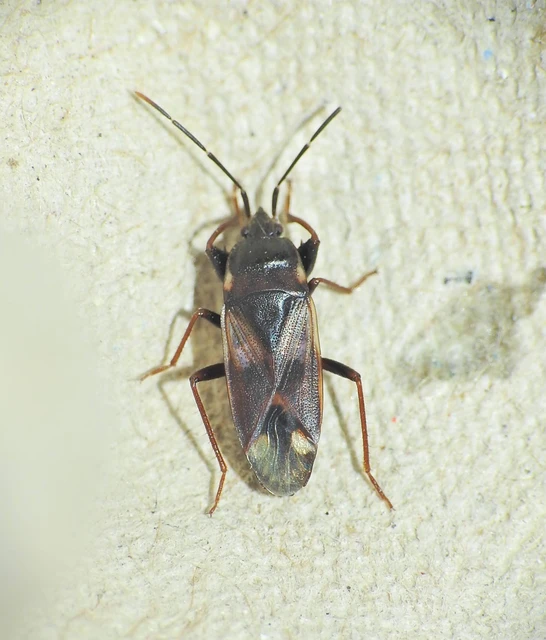 Eremocoris fenestratus - avarbodobács