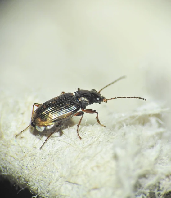 Bembidion varium - rajzos gyorsfutó