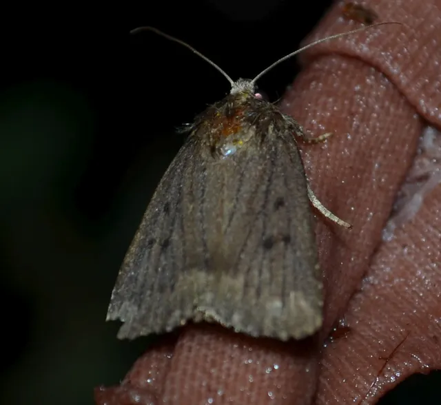 Amphipyra tragopoginis - bakszakállbagoly