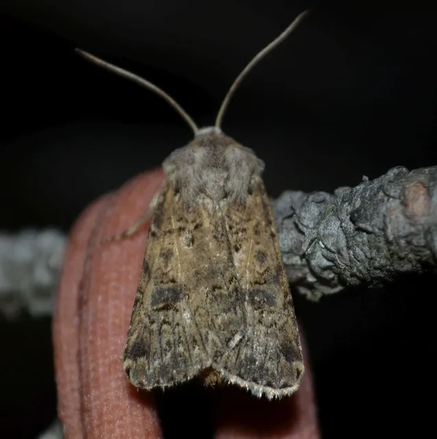 Agrotis bigramma - kétjegyű földibagoly