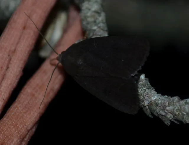 Amphipyra livida - zsírfényű bagoly