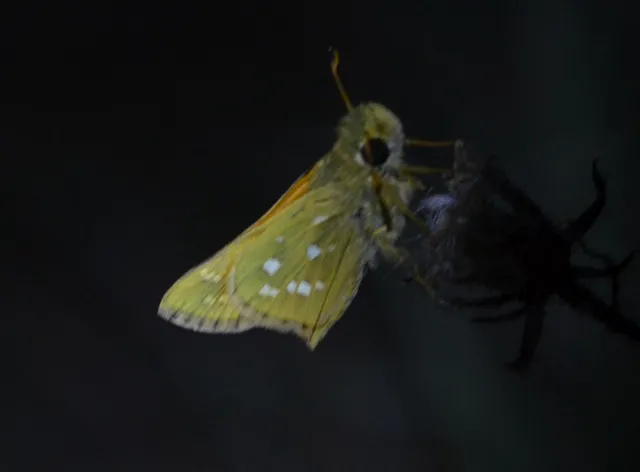 Hesperia comma - vesszős busalepke