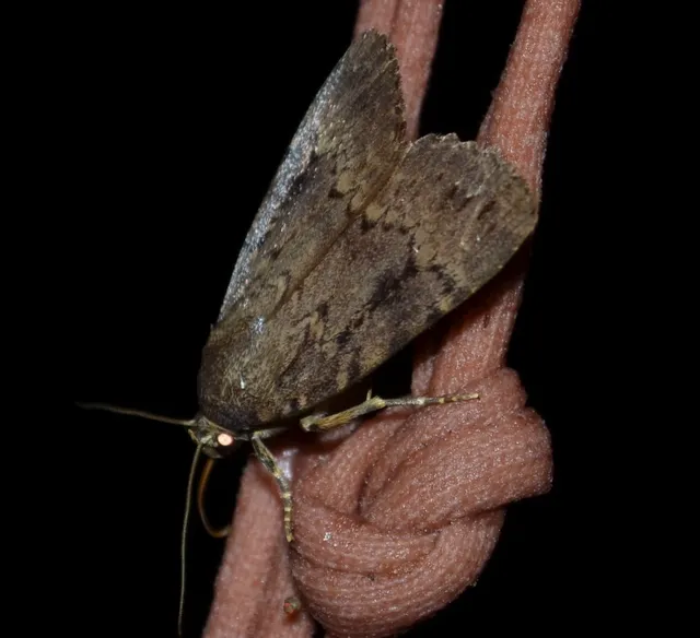 Amphipyra pyramidea - fahéjszínű bagoly