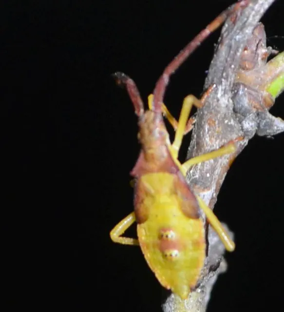 Gonocerus