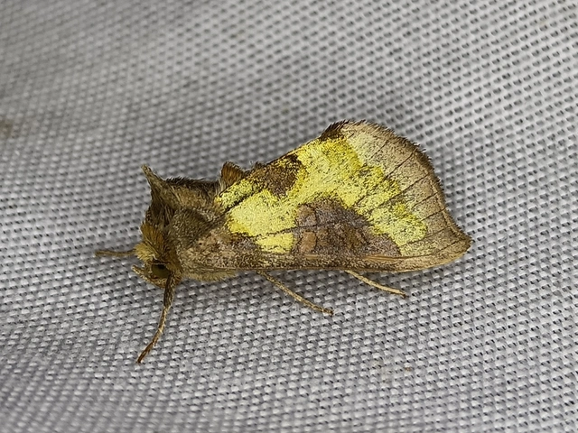 Diachrysia stenochrysis - rejtőző aranybagoly