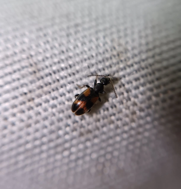 Anthicus antherinus - közönséges fürgebogár