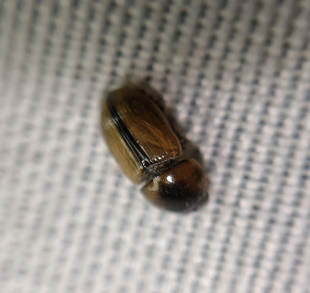 Aphodius lividus - turjáni trágyabogár