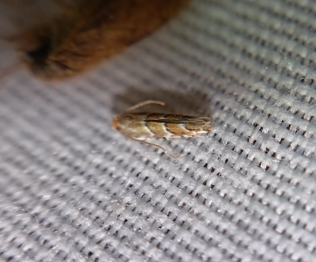 Cameraria ohridella - vadgesztenye-sátorosmoly