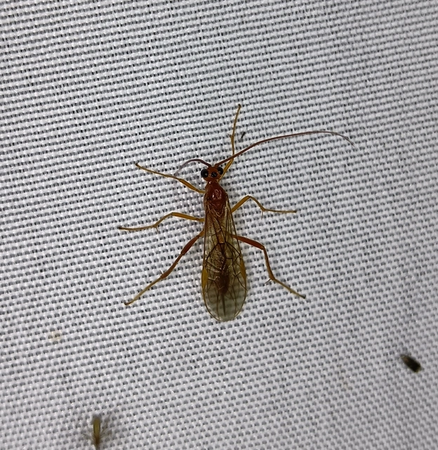 Hymenoptera - Hártyásszárnyúak