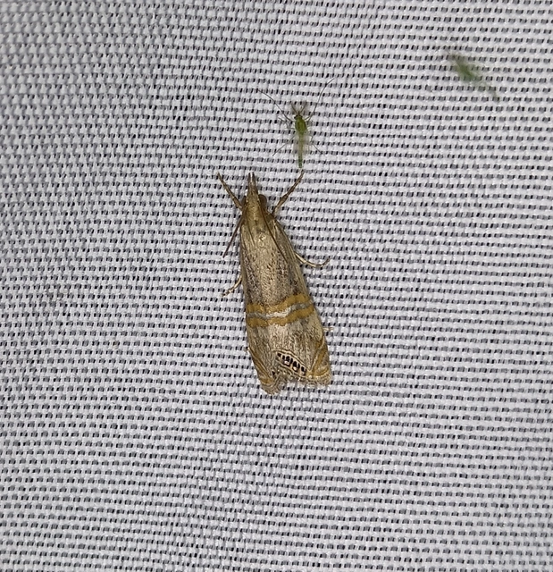 Euchromius ocellea - ezüstcsíkos mozaikmoly