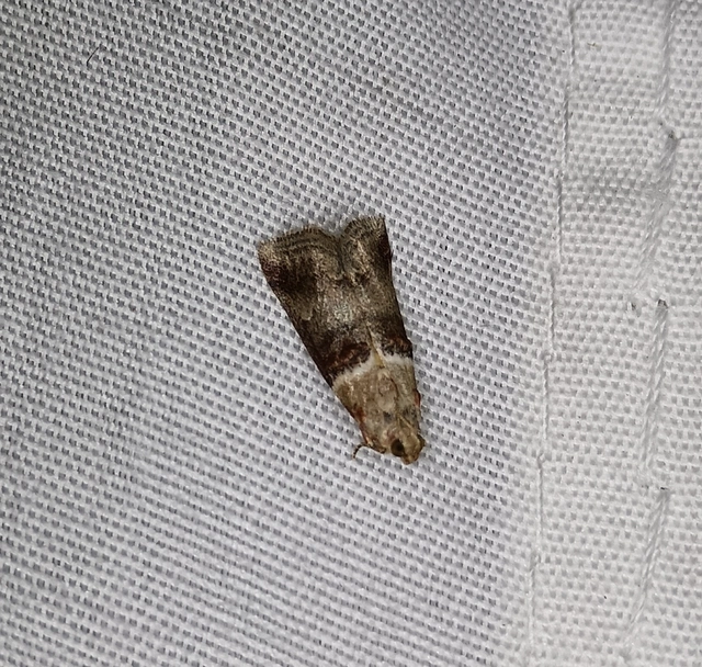 Acrobasis tumidana - bordás karcsúmoly