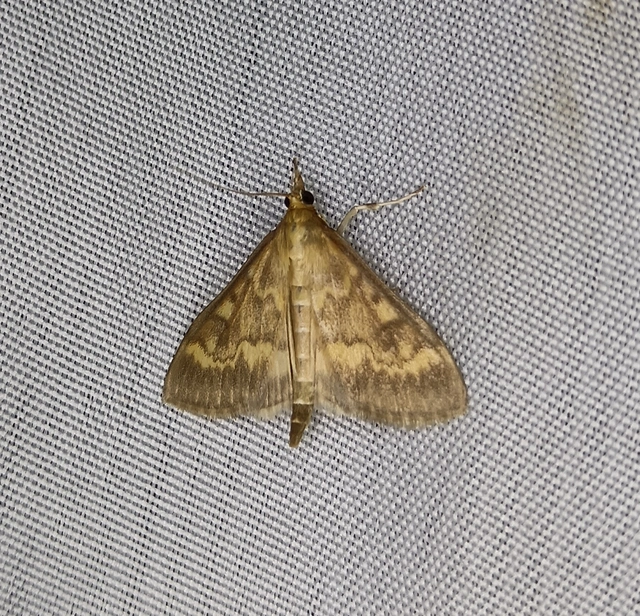 Ostrinia nubilalis - kukoricamoly