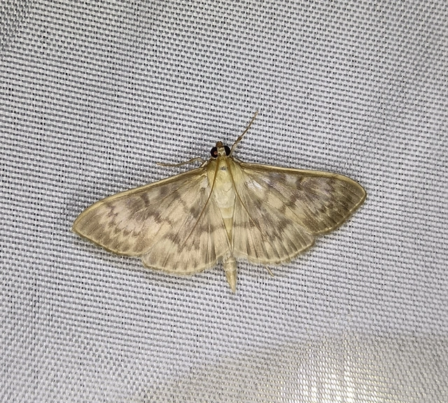 Patania ruralis - csalánevő tűzmoly