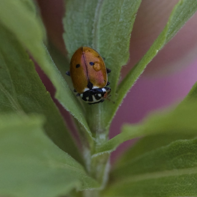 Hippodamia variegata - tizenhárompettyes katica