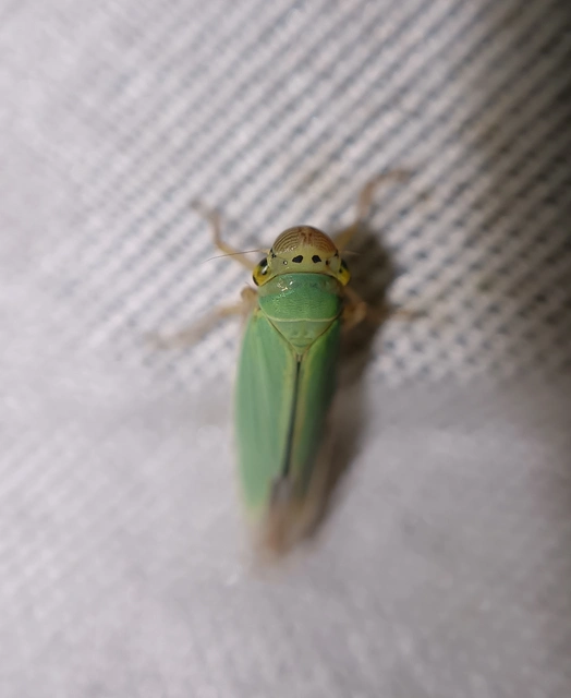 Cicadella viridis - méregzöld kabóca