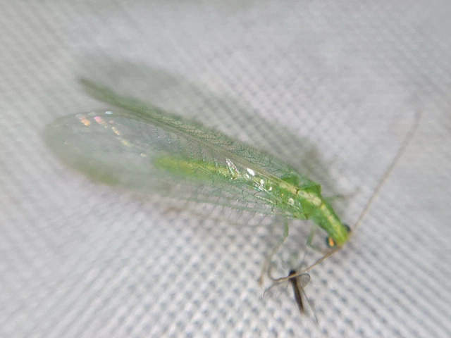 Neuroptera - Recésszárnyúak Neuroptera - Recésszárnyúak