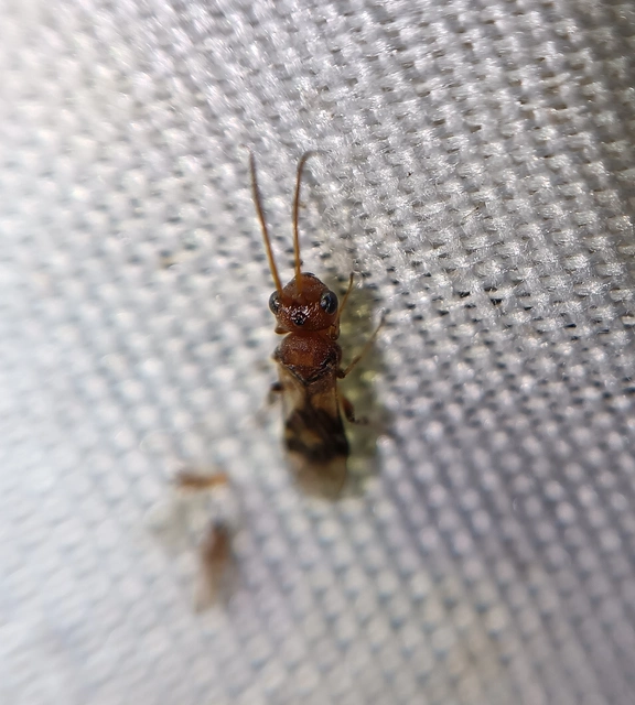 Hymenoptera - Hártyásszárnyúak